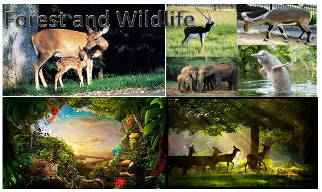 conservation of forest and wildlife